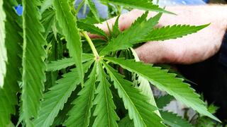 Uruguay podría legalizar hoy la producción y venta de la marihuana
