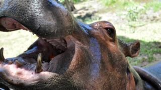 Hipopótamo se tragó a niño de dos años y lo escupió vivo