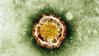 Neumonía de Wuhan: nuevo coronavirus se habría originado en murciélagos o serpientes 