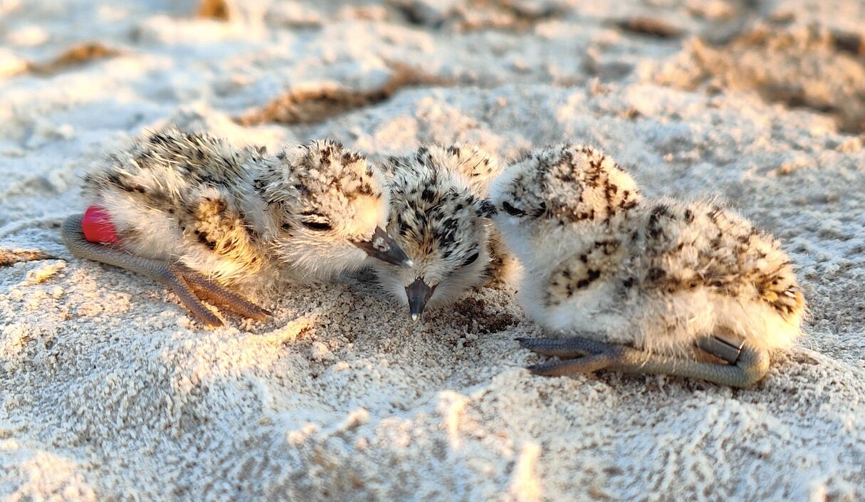 Crías hermanas de chorlo nevado (Charadrius nivosus). Foto: Medardo Cruz López