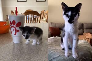 Le dieron a su gata una semana de vida y sorprende con su estado