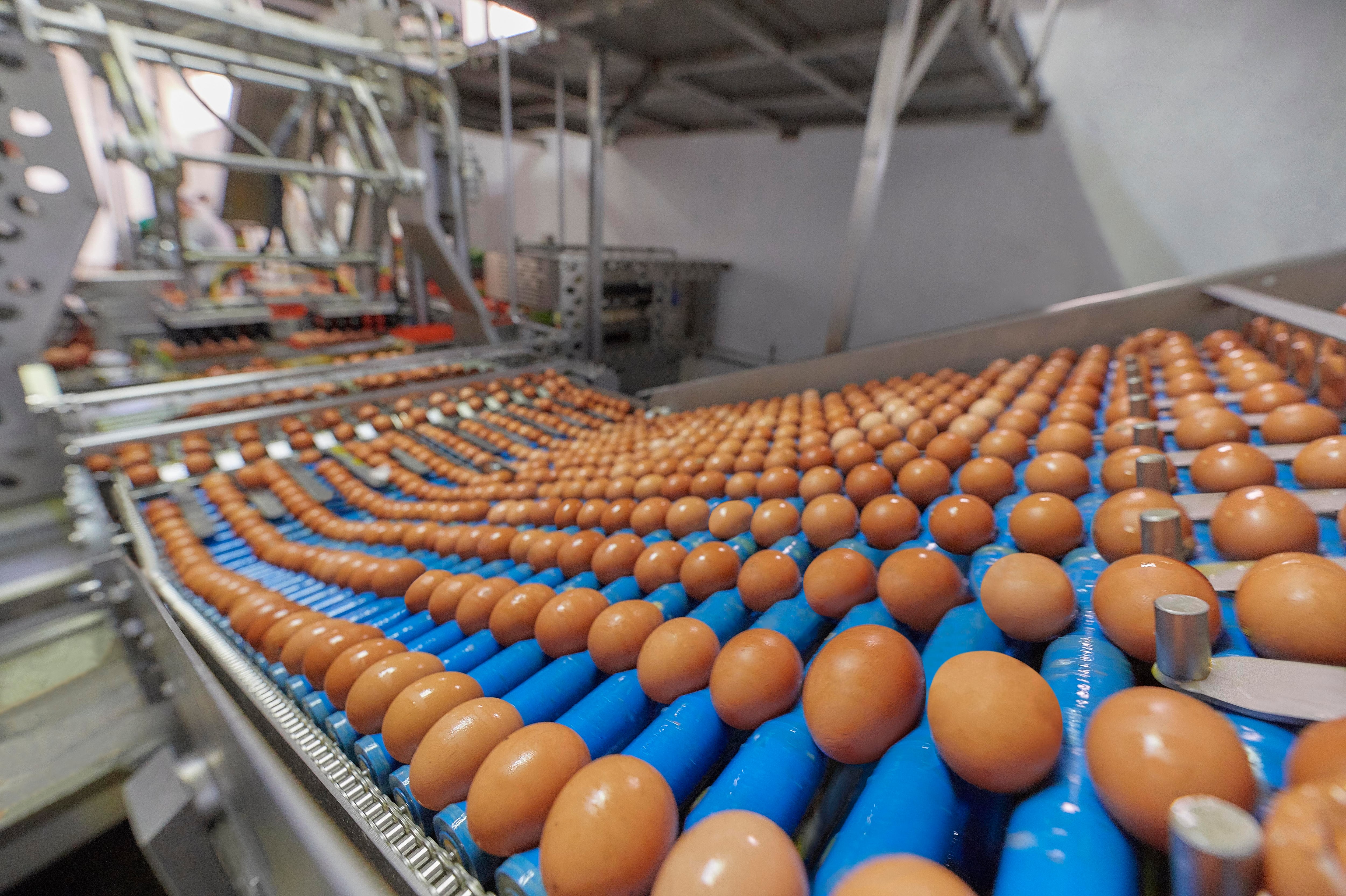 La empresa tiene oficinas en Chile, Ecuador, Colombia y Estados Unidos. (Foto: Ovosur)