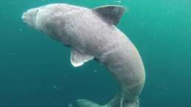 Tres detalles curiosos del tiburón de 400 años de Groenlandia