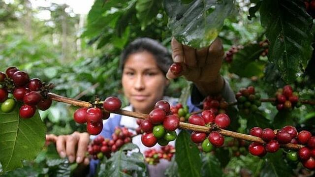 ¿Cuánto impactará la ley agraria a las exportaciones peruanas este 2021?