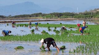 La importación de arroz creció 120% en los últimos cinco años