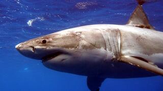 El secreto del tiburón blanco para curar sus heridas y reparar su ADN