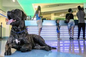 La otra cara de las deportaciones de Trump: mascotas sufren abandono de familias migrantes en Florida