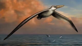 Identifican restos fósiles del ave más grande que haya existido