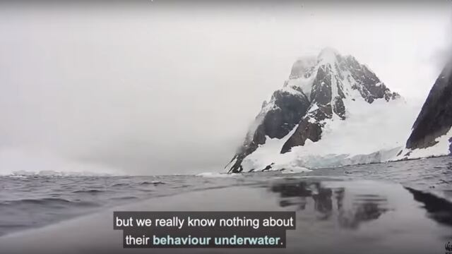 La ballena que se alimenta "como un Pac-man" en la Antártida [VIDEO]