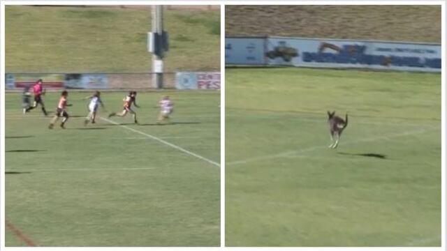 Facebook: canguro interrumpe partido de rugby en Australia y genera pánico| VIDEO