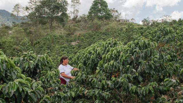 El café del futuro se cultiva en Cajamarca: región norteña traza la ruta en Perú para producir café carbono neutro