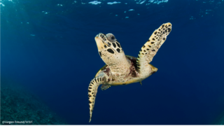 La frágil y preocupante situación de las tortugas marinas en Perú