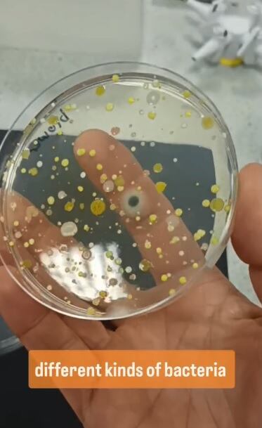 La placa que estuvo cerca del secador se llenó rápidamente de una variedad de bacterias y hongos. (Foto: @devonscience)