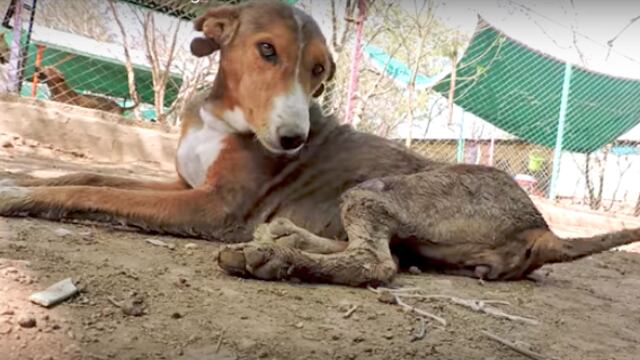 Esta perrita fue rescatada de su propia caparazón