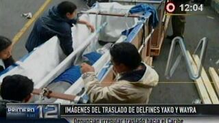 Denuncian maltrato a delfines Yaku y Wayra durante traslado