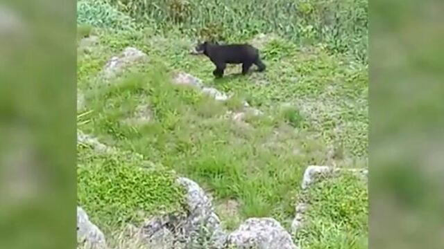Cusco: filman a dos osos deambulando por Machu Picchu | VIDEO