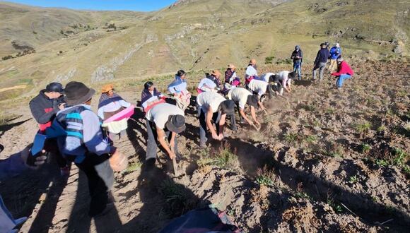 Comunidades campesinas logran recuperar 226 variedades de papa con prácticas ancestrales