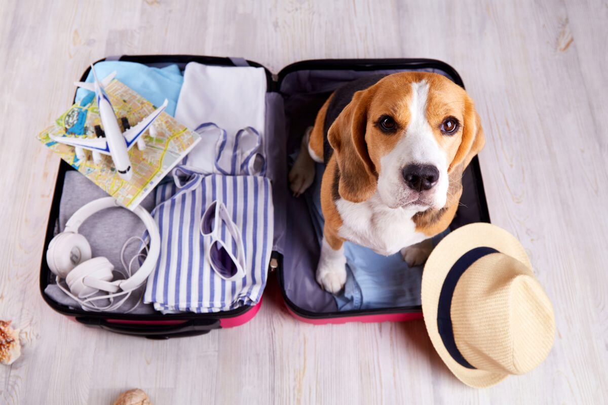 ¿Tu mascota está lista para viajar? Todo lo que debes saber antes de organizar tu próximo viaje