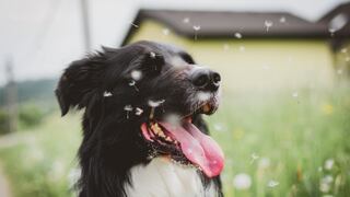 Consultorio WUF: ¿Cómo saber si tu perro tiene “alergia primaveral”?