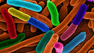 Esta bacteria fue salvada por proteína sintética
