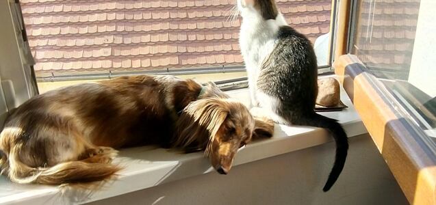 Cómo eliminar los olores a mascotas en el hogar