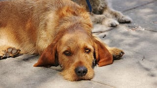 WUF: Habrá multa de 4,300 soles a quienes maltraten animales en Ventanilla