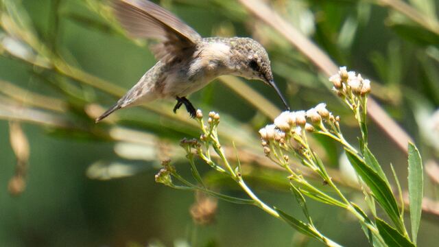 Microrreservas: la estrategia que puede salvar de la extinción al pequeño picaflor de Arica | Chile 