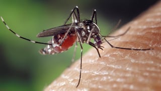 Mosquitos que transmiten la malaria se vuelven resistentes a insecticidas 
