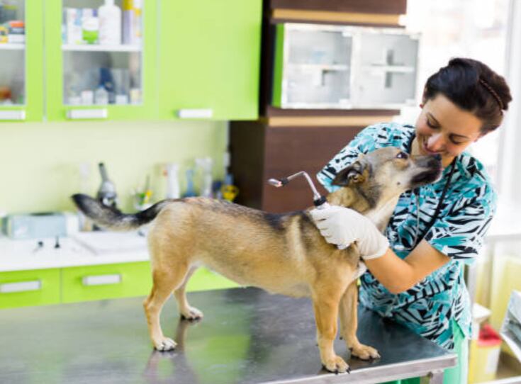 Cada dosis aplicada no solo protege a los animales, sino que corta la cadena de transmisión y salva vidas humanas. (foto pexel)