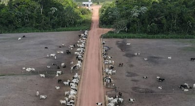 La ganadería sostenible podría frenar las emisiones de metano en Brasil, según ecologistas