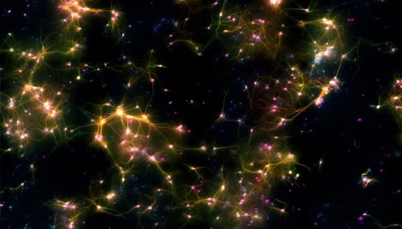 Imagen microscópica de neuronas.