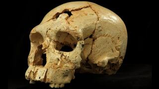El rostro del Neandertal evolucionó antes que su cerebro