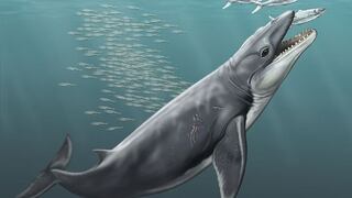 Los antepasados de las ballenas eran feroces depredadores con afilados dientes