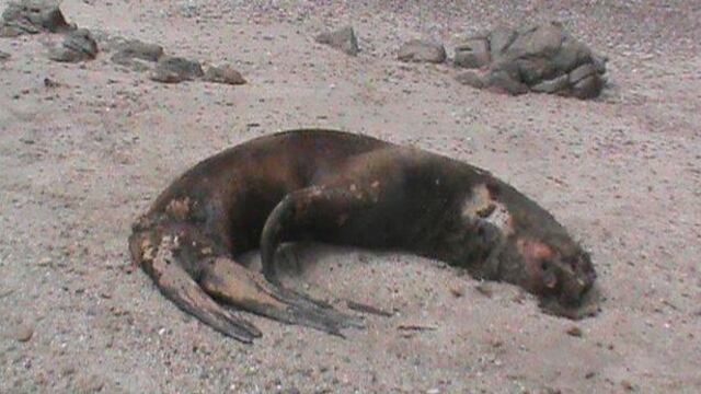 Lobos marinos y ballenas siguen varando en playas piuranas