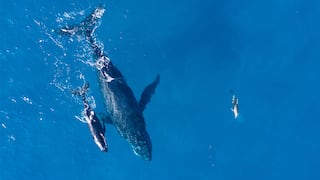Inició la temporada de avistamiento de ballenas: 3 tours para vivir la experiencia