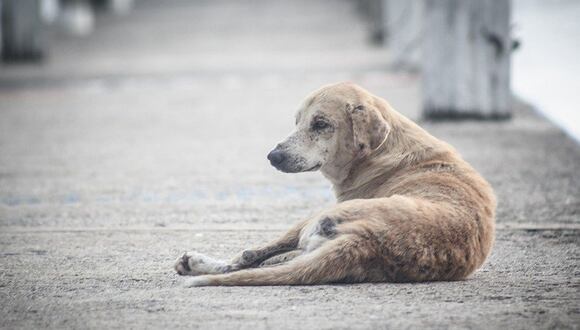 Qué se sabe de la ciudad italiana que reducirá impuestos de 200 dólares a los que adopten perritos | En la siguiente nota te contaremos todo lo que debes saber respecto a esta interesante noticia que ha llamado la atención de los amantes de los animales. (Archivo)