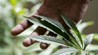 Florida: 300 médicos ya pueden recetar marihuana a pacientes