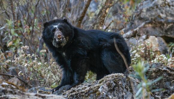 El oso andino tiene su hogar en territorios de Venezuela, Colombia, Ecuador, Perú y Bolivia. Foto de Rob Wallace/WCS.