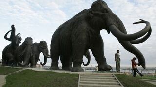 Encuentran restos de mamut con tejido muscular y sangre en Siberia