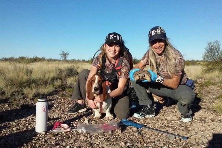 Kenya Campos Haedo y Alex Tersoglio son las entrenadoras de los perros que apoyan en las tareas de conservación de tortugas terrestres. Foto: cortesía Programa de Conservación de Tortugas Terrestres en Patagonia.