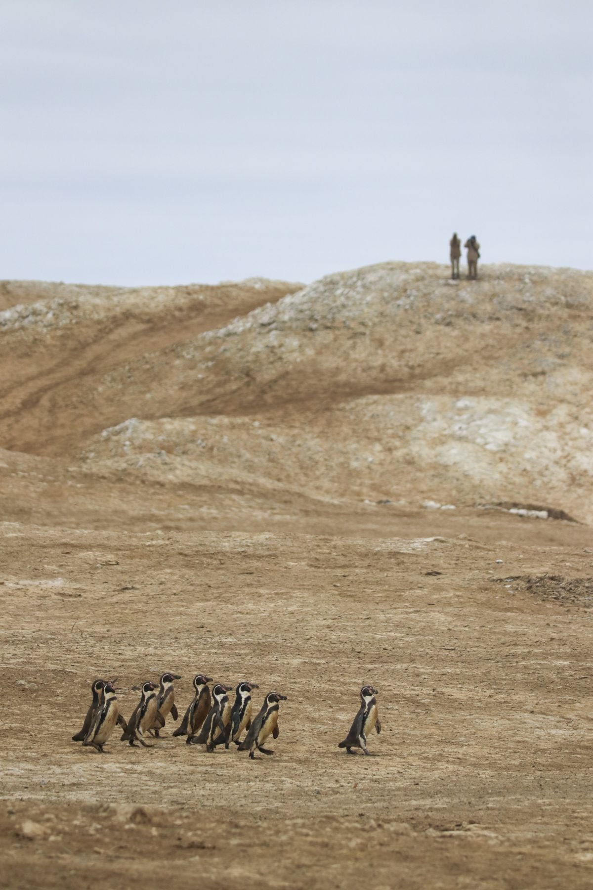 Dos miembros de la Patrulla Pingüino vigilan desde lo alto de una loma a los pingüinos en su caminata diaria sobre la pampa.