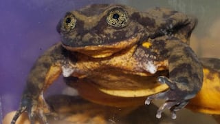 Romeo, la rana que ha buscado pareja por 10 años para salvar su especie
