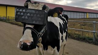 ¿Por qué los científicos rusos le están poniendo lentes de realidad virtual a las vacas?