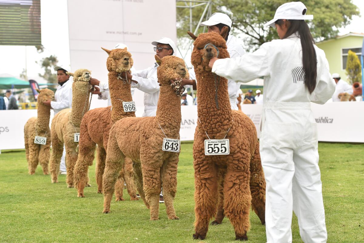 (Foto: AIA - Asociación Internacional de la Alpaca)