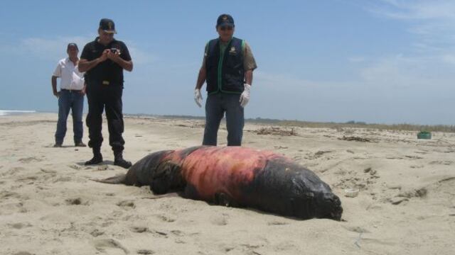 Tumbes: hallan lobos de mar varados y en estado de putrefacción