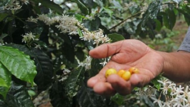 Minam presentará plataforma con más de 200 productos y servicios sostenibles de 21 regiones del país