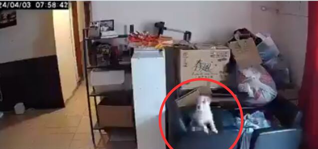 El dramático momento en que un perro percibe terremoto en Taiwán