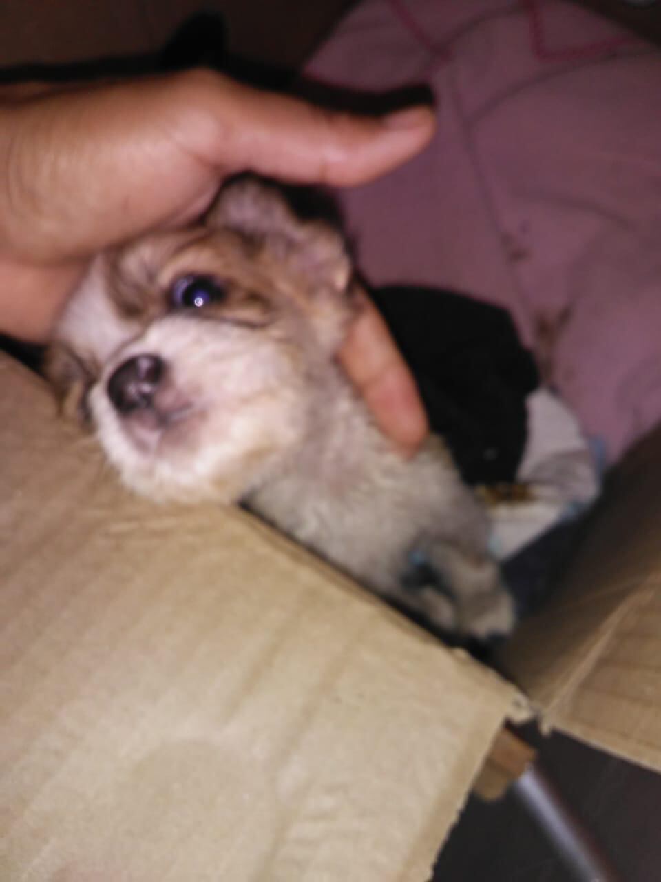 El albergue Wasi wau está en búsqueda de fondos para adquirir la silla de ruedas que Trompito necesita para movilizarse.