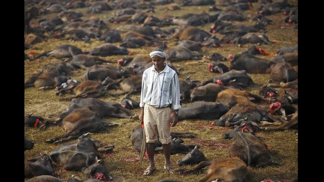 Nepal: El ritual en el que miles de animales son sacrificados