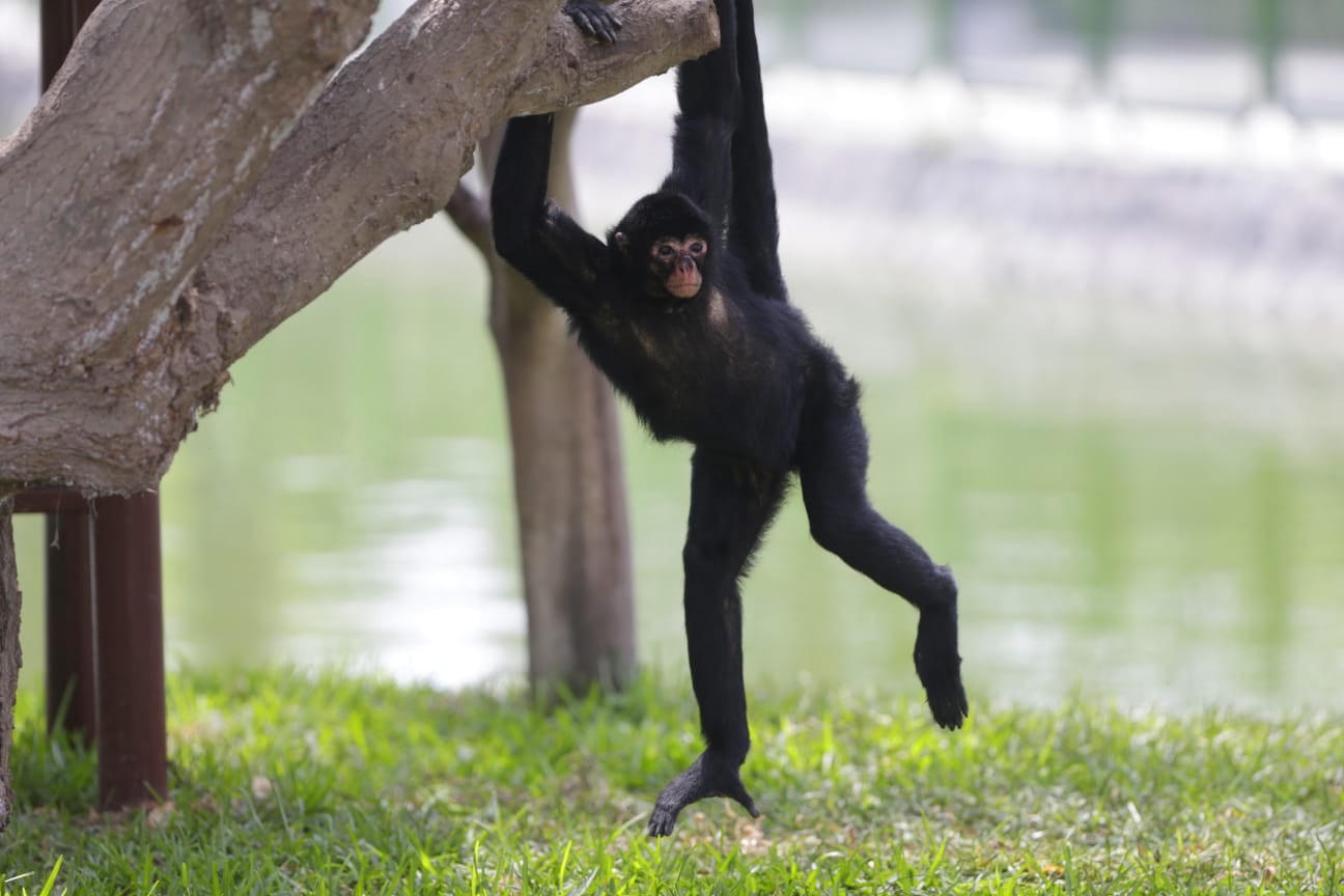 'Mono Choro' en el zoológico (foto: César Bueno).